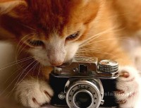 /album/fotogaleria-uvodna-stranka5/murko-30793668-1-f-jpg/